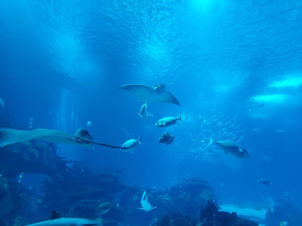 Diversidade de peixes no aquário do Oceanário de Lisboa