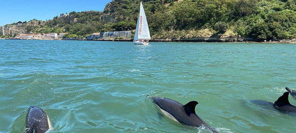 Passear de barco ao lado dos golfinhos